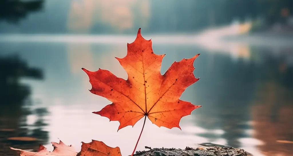 Maple Leave image