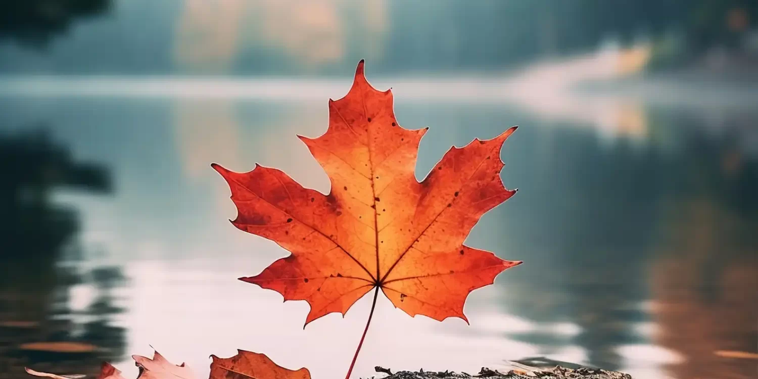 Maple Leave image